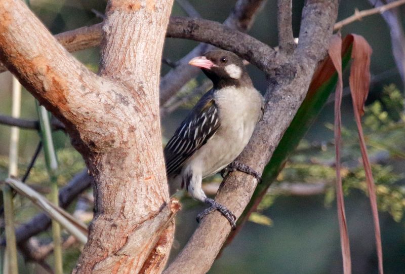 Greater Honeyguide (Indicator indicator) Tendaba, Lower River, Gambia