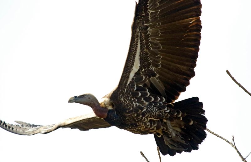 Rüppell's Vulture (Gyps rueppelli) South Bank Road, West Coast Region, Gambia