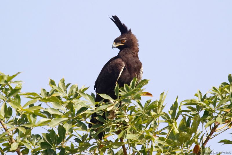 Long-crested Eagle (Lophaetus occipitalis) South Bank Road, West Coast Region, Gambia