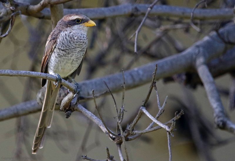 Yellow-billed Shrike (Corvinella corvina)