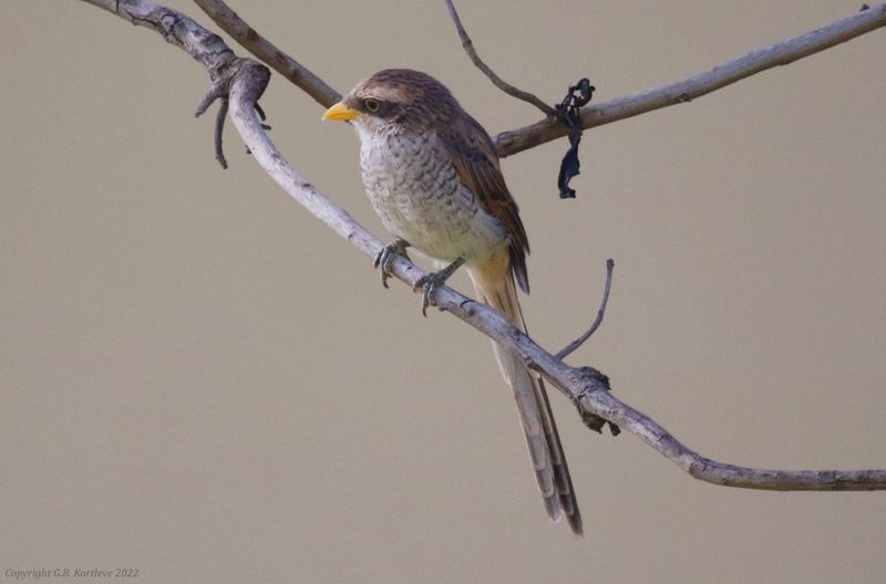 Yellow-billed Shrike (Lanius corvinus) Senegambia Hotel Gardens, Gambia