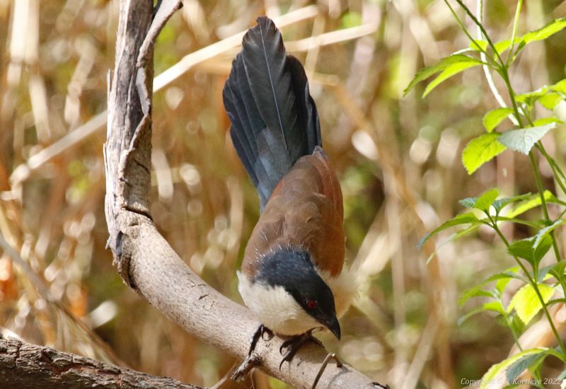 Senegal Coucal (Centropus senegalensis) Farasuto Forest Community Nature Reserve, Gambia