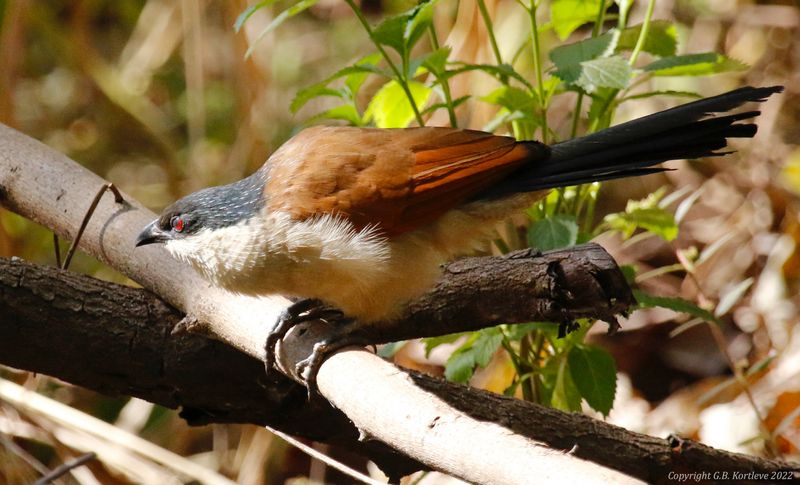 Senegal Coucal (Centropus senegalensis) Farasuto Forest Community Nature Reserve, Gambia