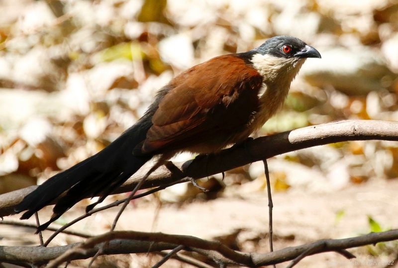 Senegal Coucal (Centropus senegalensis) Farasuto Forest Community Nature Reserve, Gambia