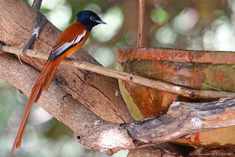 Red-bellied Paradise-Flycatcher (Terpsiphone rufiventer rufiventer) Farasuto Forest Community Nature Reserve, Gambia