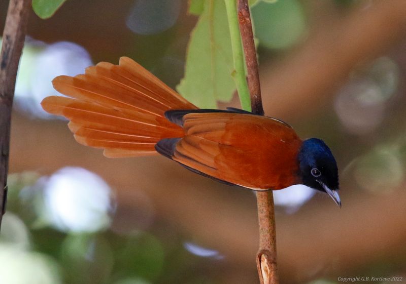 Red-bellied Paradise-Flycatcher (Terpsiphone rufiventer rufiventer) Farasuto Forest Community Nature Reserve, Gambia