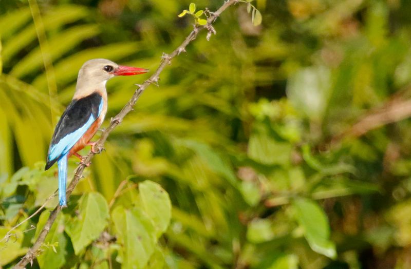 Grey-headed Kingfisher (Halcyon leucocephala) Gambia River Boatride, Janjanbureh, Central River, The Gambia