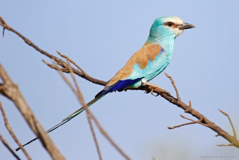 Abyssinian Roller (Coracias abyssinicus) River Gambia N.P. Central River, Gambia