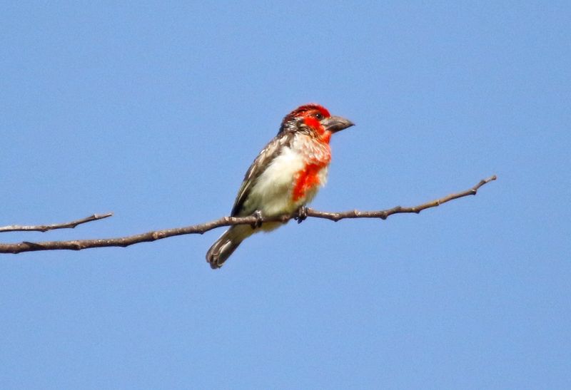 Vieillot's Barbet (Lybius vieilloti) Mahnyinah, Western District, Gambia