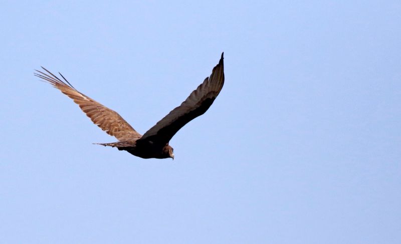 Brown Snake Eagle (Circaetus cinereus) Dalaba Wetland, Central River, Gambia