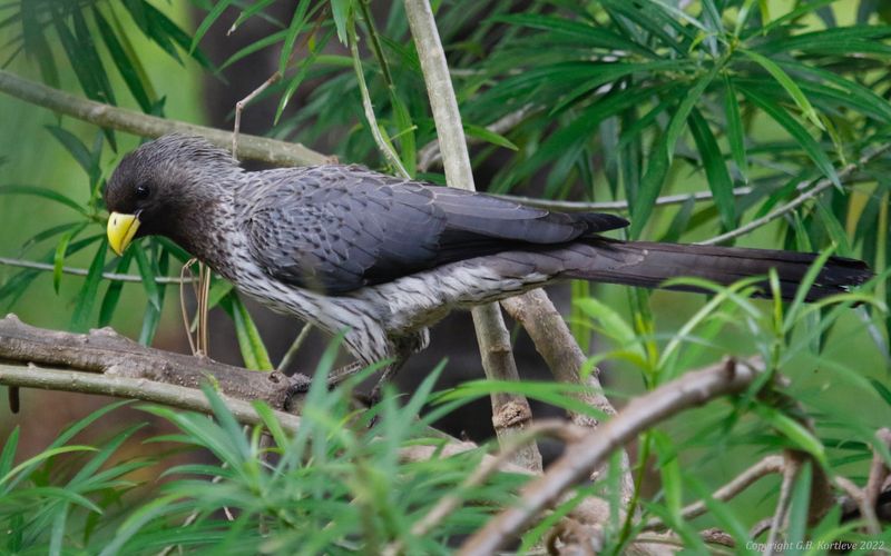 Western Plantain-eater (Crinifer piscator) Senegambia Hotel Gardens, Gambia