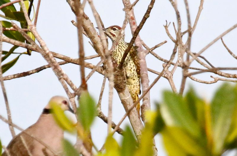 Golden-tailed Woodpecker (Campethera abingoni) Kotu Stream, Gambia