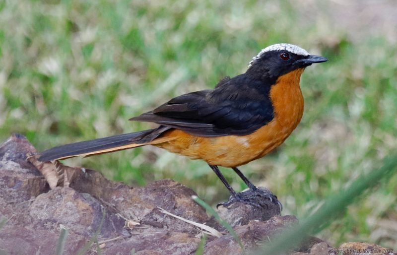 White-crowned Robin-Chat (Cossypha albicapillus) Senegambia Hotel Gardens, Gambia
