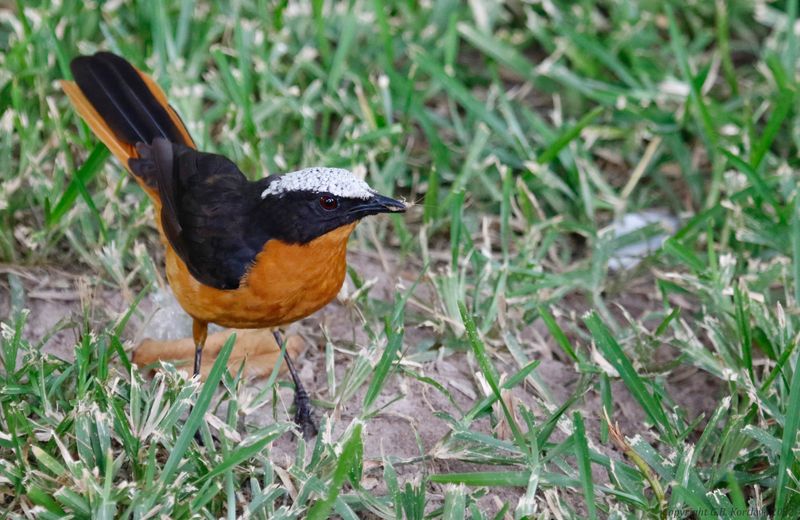 White-crowned Robin-Chat (Cossypha albicapillus)