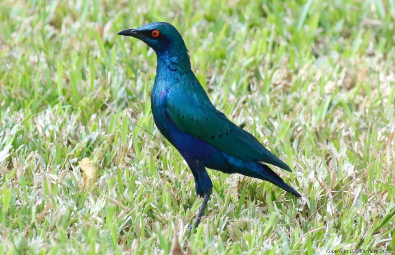 Bronze-tailed Starling (Lamprotornis chalcurus)