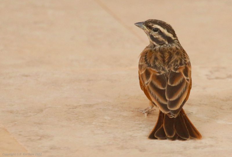 Gosling's Bunting (Emberiza goslingi) Kau-ur, Central River, Gambia