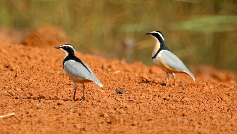 Egyptian Plover (Pluvianus aegyptius) Wetlands near Bati Yungo, Central River, Gambia