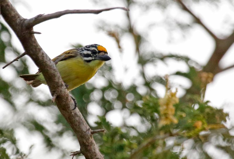 Yellow-fronted Tinkerbird (Pogoniulus chrysoconus) Kotu Stream, Gambia