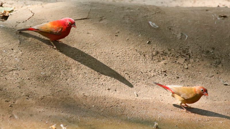 Red-billed Firefinch (Lagonosticta senegala) Farasuto Forest Community Nature Reserve, Gambia