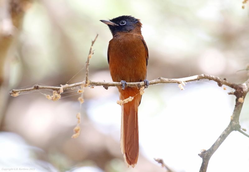 Red-bellied Paradise-Flycatcher (Terpsiphone rufiventer rufiventer) Kotu Stream, Gambia