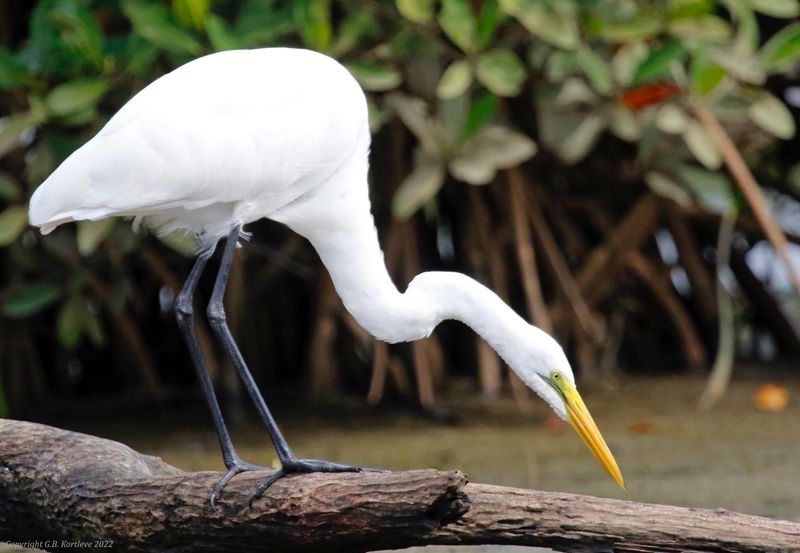 Great Egret (Ardea alba melanorhynchos) Kotu Stream, Gambia