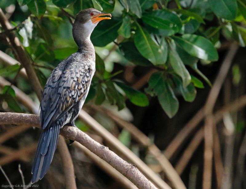 Long-tailed Cormorant (Microcarbo africanus) Kotu Stream, Gambia