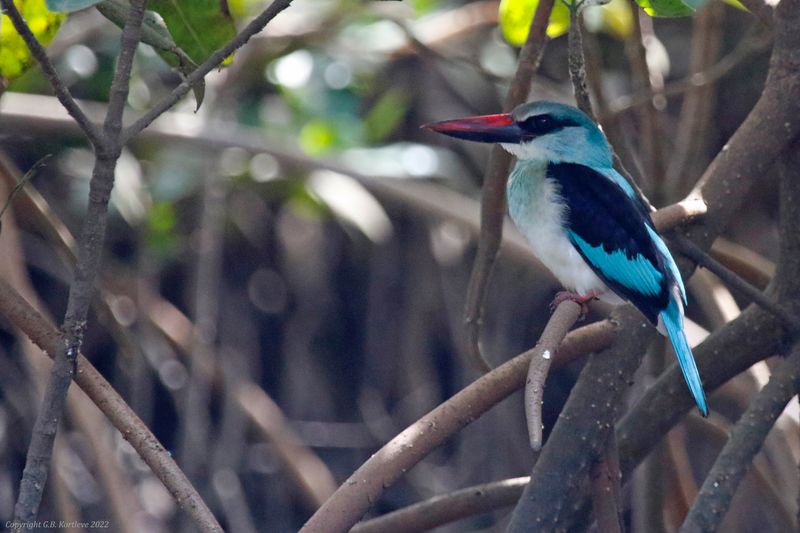 Blue-breasted Kingfisher (Halcyon malimbica) Kotu Stream, Gambia