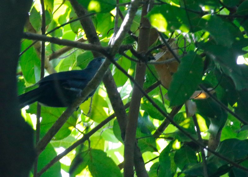 Blue Malkoha (Ceuthmochares aereus)