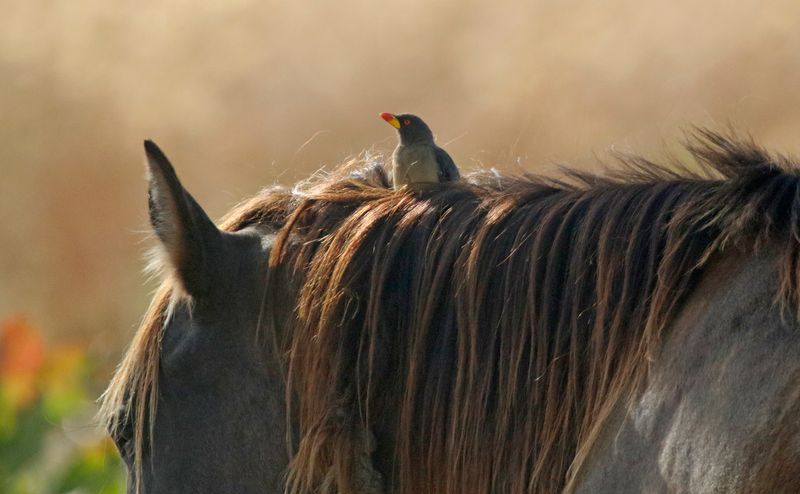 Yellow-billed Oxpecker (Buphagus africanus) Wurokang, Lower River, Gambia