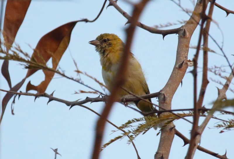 Little Weaver (Ploceus luteolus) Tendaba, Lower River, Gambia