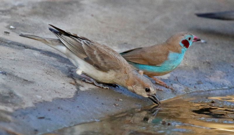 Sahel Bush Sparrow (Gymnoris dentata) Tendaba, Lower River, Gambia