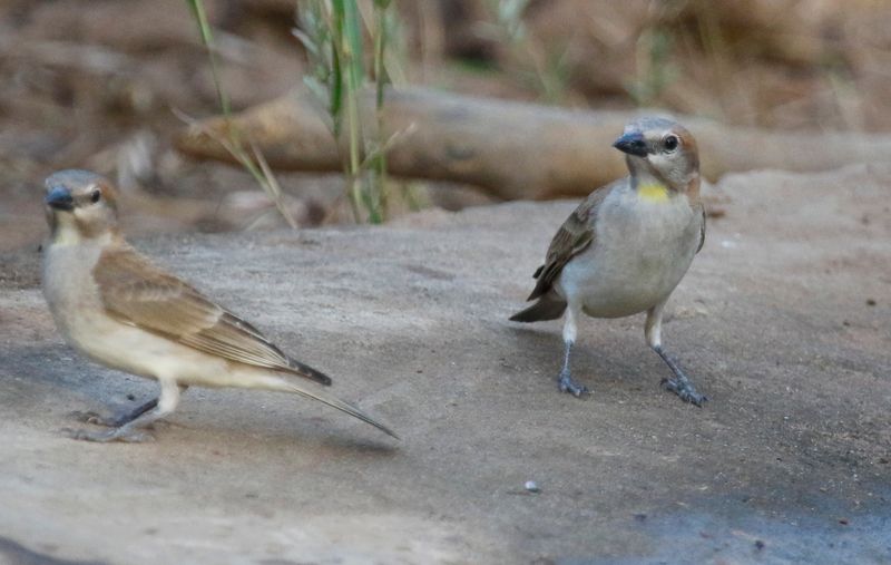 Sahel Bush Sparrow (Gymnoris dentata) Tendaba, Lower River, Gambia