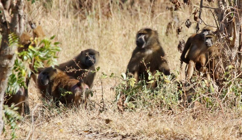 Guinea Baboon (Papio papio) Central River, Gambia