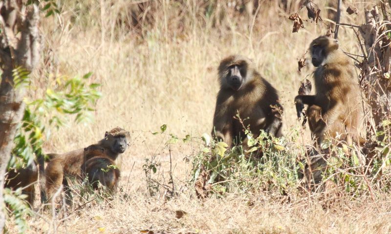 Guinea Baboon (Papio papio) Central River, Gambia