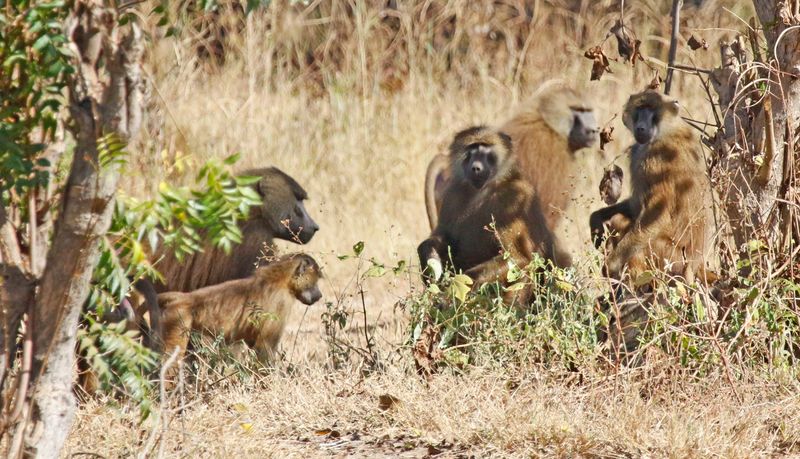 Guinea Baboon (Papio papio) Central River, Gambia