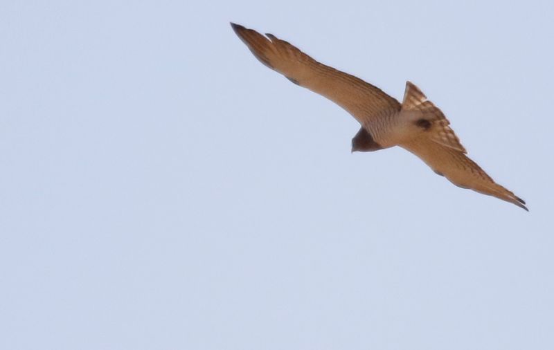 Beaudouin's Snake-Eagle (Circaetus beaudouini)