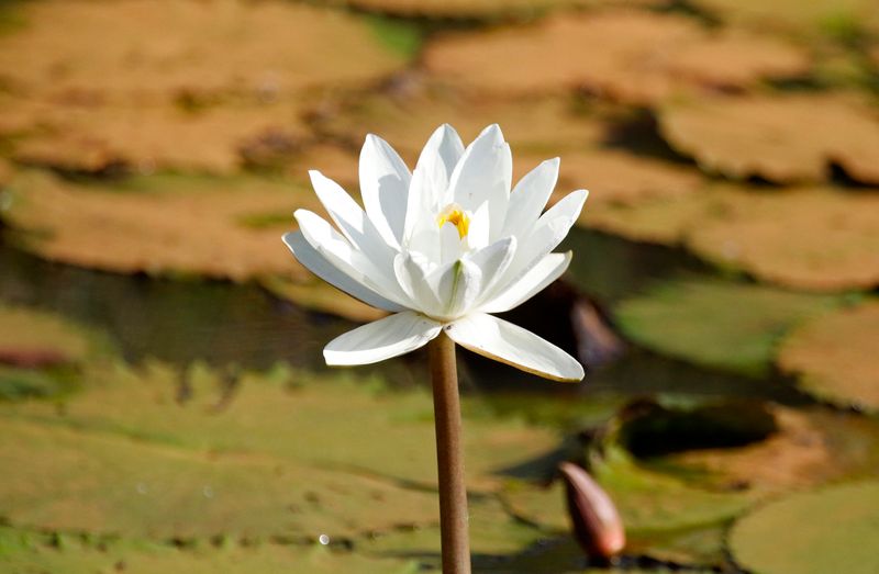 Nymphaea micrantha - River Gambia NP, Gambia