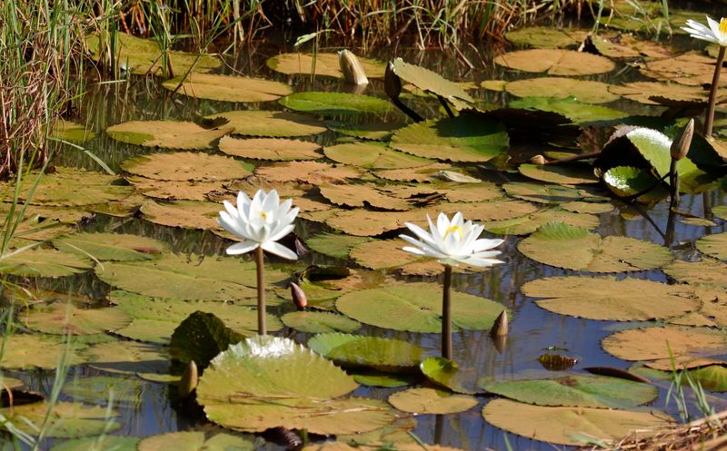 Nymphaea micrantha - River Gambia NP, Gambia