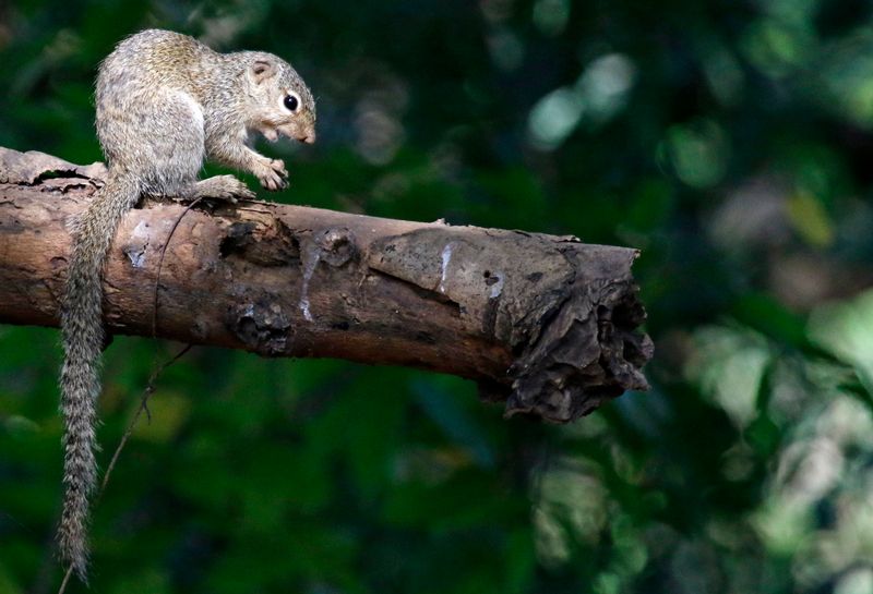 Gambian Sun Squirrel (Heliosciurus gambianus) Farasuto Forest Community Nature Reserve, Gambia