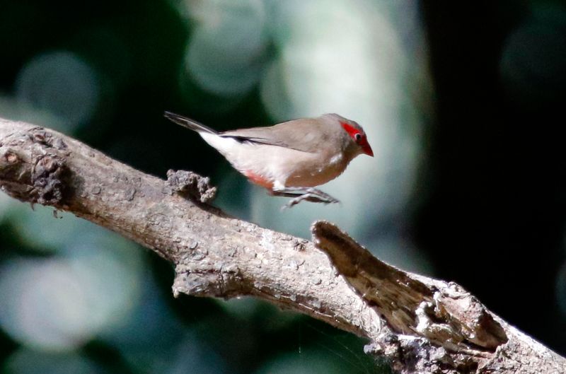 Black-rumped Waxbill (Estrilda troglodytes) Farasuto Forest Community Nature Reserve, Gambia