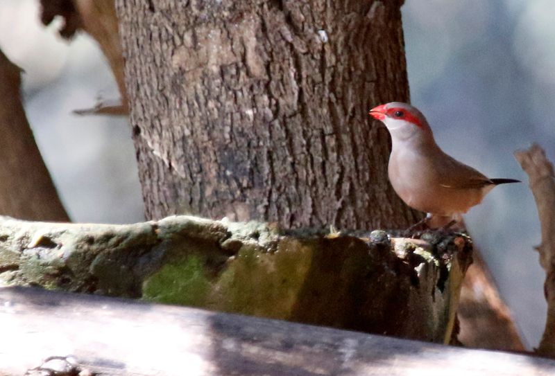 Black-rumped Waxbill (Estrilda troglodytes) Farasuto Forest Community Nature Reserve, Gambia