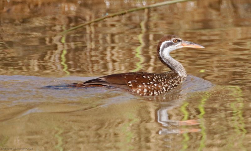 African Finfoot (Podica senegalensis) Gambia River Boatride, Janjanbureh, Central River, The Gambia