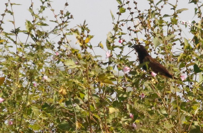Black Coucal (Centropus grillii) River Gambia N.P. Central River, Gambia