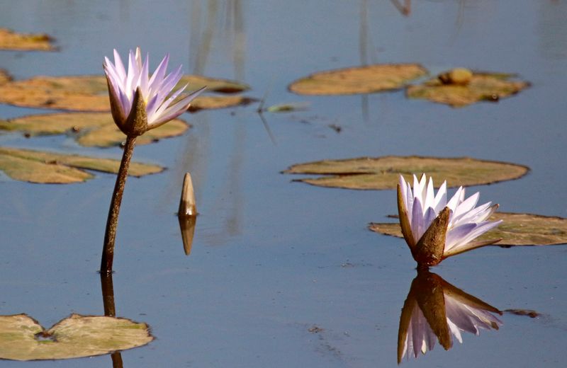 Nymphaea micrantha - River Gambia N.P. Gambia