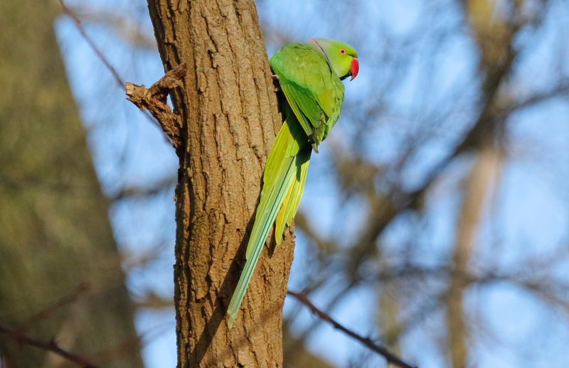 Rose-ringed Parakeet (Psittacula krameri) Amsterdam - Artis