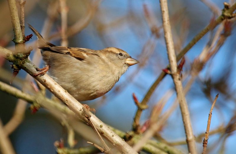 House Sparrow (Passer domesticus) Amsterdam - Artis