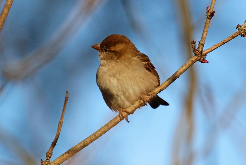 House Sparrow (Passer domesticus) Amsterdam - Artis