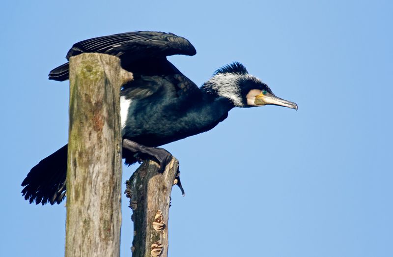 Great Cormorant (Phalacrocorax carbo) Amsterdam - Artis