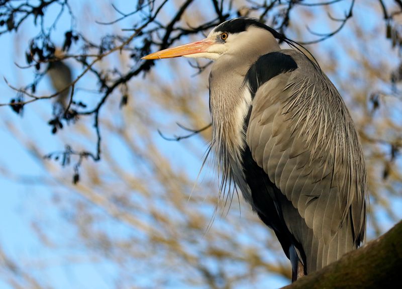 Grey Heron (Ardea cinerea)