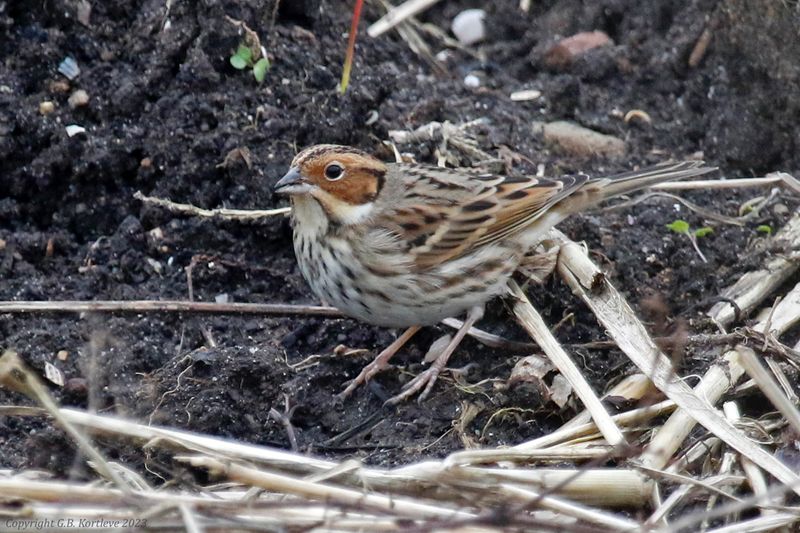 Little Bunting (Emberiza pusilla) Vlaardingen, Krabbeplas (ZH)